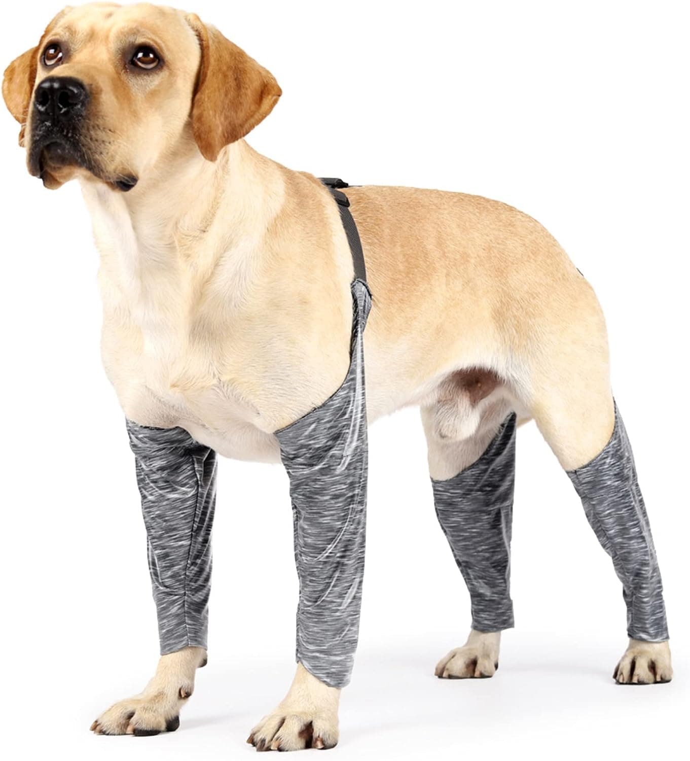 Alfie Pet - Angus Waterproof Dog Leggings - Size: XL